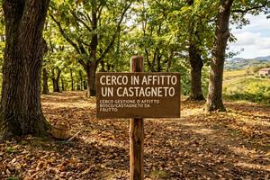 Castagneto Marroneta da frutto