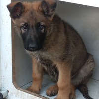 Pastore tedesco grigione