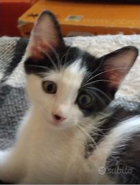 Cucciolo gatto