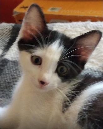 Cucciolo gatto