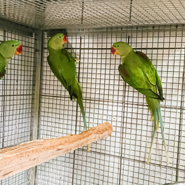 Parrocchetti grande alessandrino