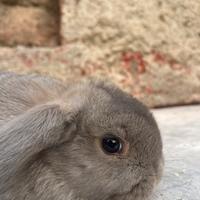 Cuccioli ariete NANO