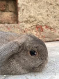 Cuccioli ariete NANO