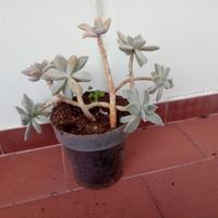 Vasi piante succulente