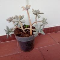 Vasi piante succulente