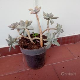 Vasi piante succulente