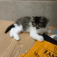 Gattini a pelo lungo