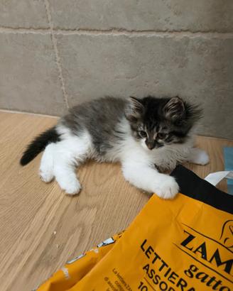 Gattini a pelo lungo