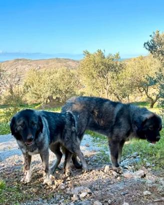 Cuccioli di pastore del Caucaso