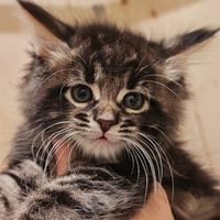 Gattini a pelo lungo