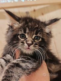 Gattini a pelo lungo