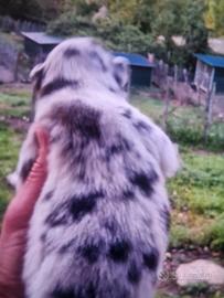 Cuccioli australian shepherd super