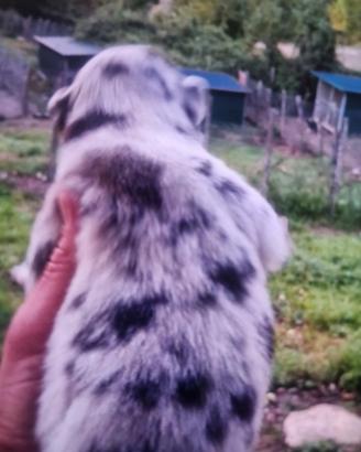 Cuccioli australian shepherd super