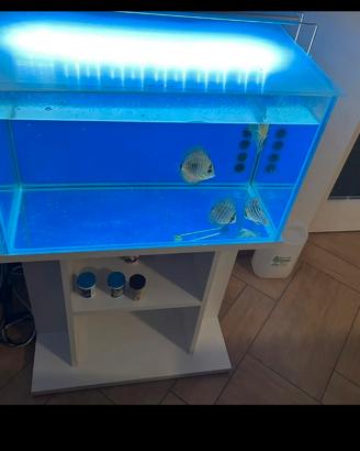 Acquario mobiletto e lampada