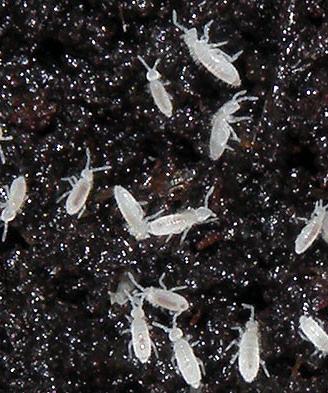 Onischi isopodi pulitori detrivori x terrario bio