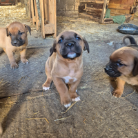 Cuccioli di cane corso