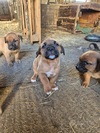 Cuccioli di cane corso