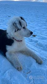 Cucciola pastore australiano