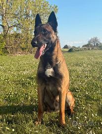 Pastore Belga Malinois per monte