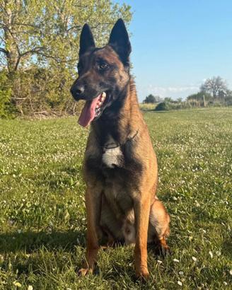 Pastore Belga Malinois per monte