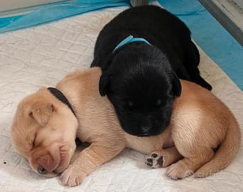Cuccioli di Labrador retriever neri e gialli