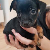 Cani di taglia piccola