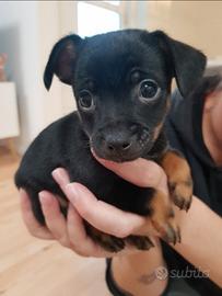 Cani di taglia piccola