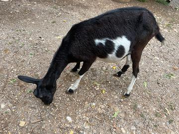 Capra