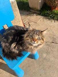 Maine coon razza gatto