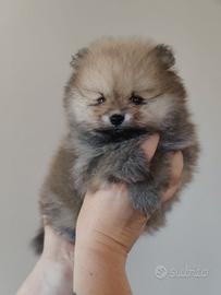 Volpino di Pomerania
