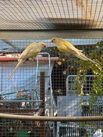 Parrocchetto dal collare cleartail 2025