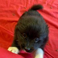 Cuccioli di volpino