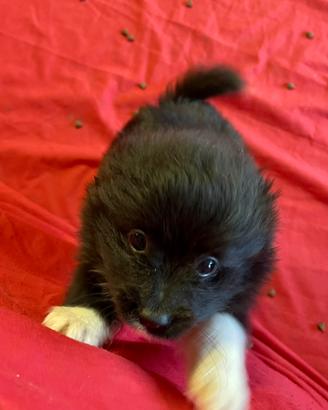 Cuccioli di volpino