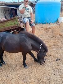 Pony
