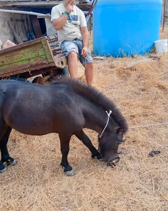 Pony