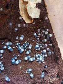 Isopodi Cubaris "panda king"