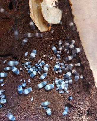 Isopodi Cubaris "panda king"