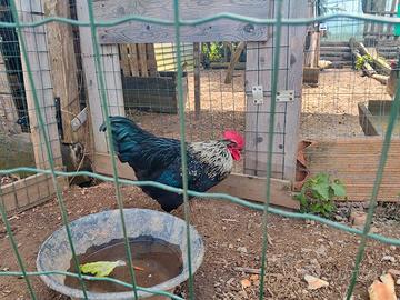 Gallo incrocio blu andalusa