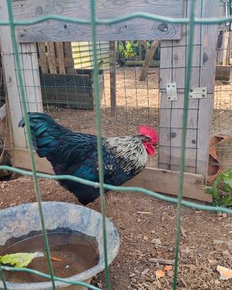 Gallo incrocio blu andalusa