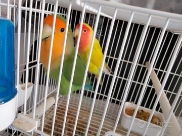 Inseparabili