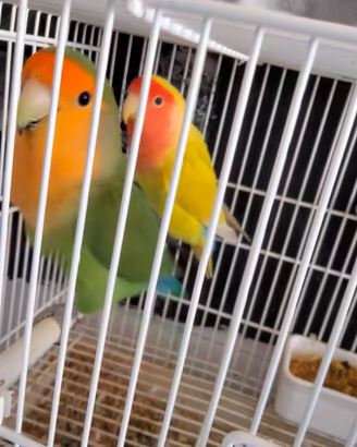 Inseparabili
