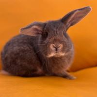 Coniglio nano ariete