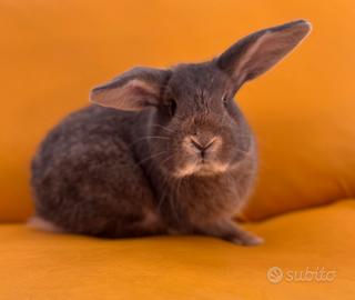 Coniglio nano ariete