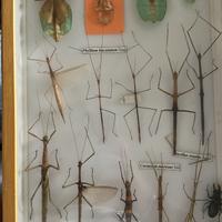 Teca insetti - classificazione entomologica