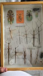 Teca insetti - classificazione entomologica