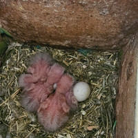 Pulli di inseparabili da imbecco