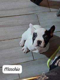 Bulldog francese