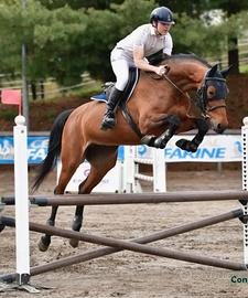 Cavallo