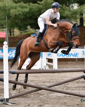 Cavallo