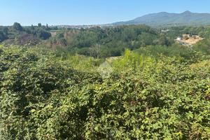 TER. AGRICOLO A ARTENA